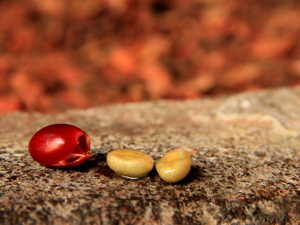 Qu'est-ce que le Café Anaérobique? Découvrez L'Oasis de Bela Vista, Brésil